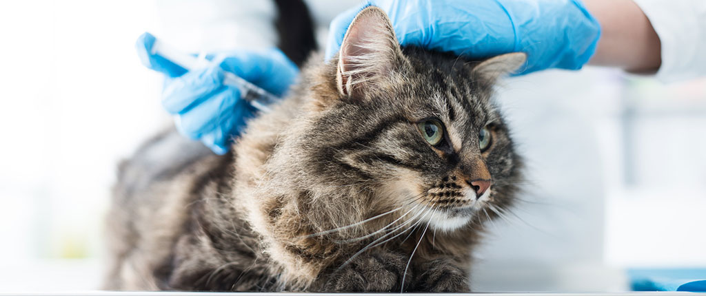 Does a cat need to booster antirabies vaccine after being bitten?
