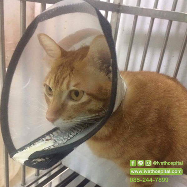 Toffee with swollen belly abdominal pain and inability to urinate 